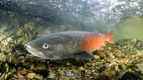 淡水魚品種|日本淡水魚の人気種20選！タナゴやメダカなど水槽飼。